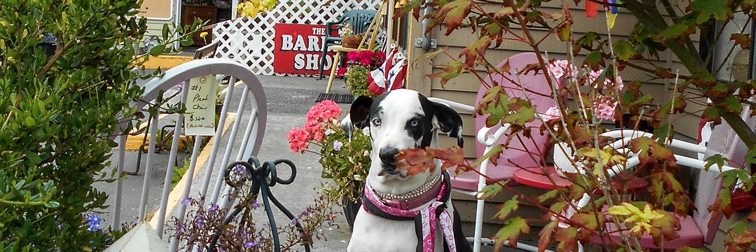 dog at garage sale